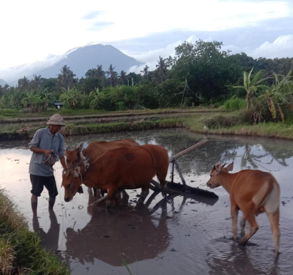 Pondok Diana Arta Jasri Pokoj fotografie